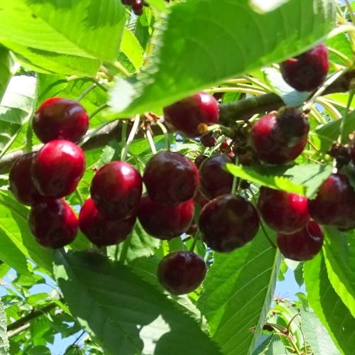 Cerisier 'Hedelf. Riesenkirsche'