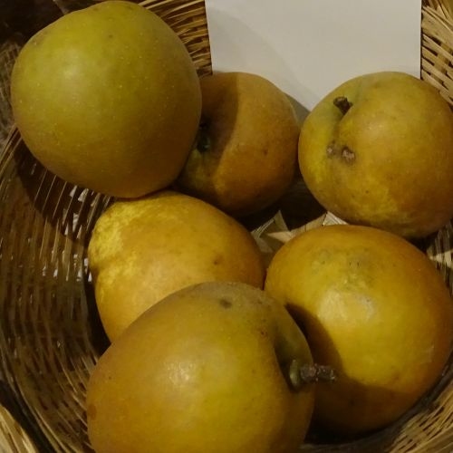 Apple  'Hudson Golden Gem'