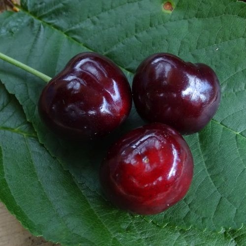 Cherry 'Octavia'