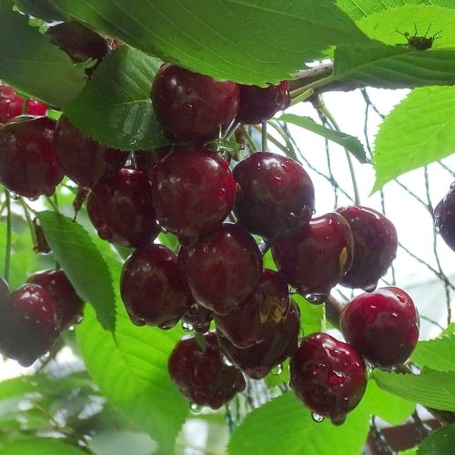 Cherry 'Pollux'