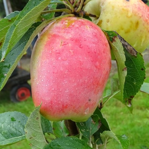 Apfelbaum   'Kantil Sinap'