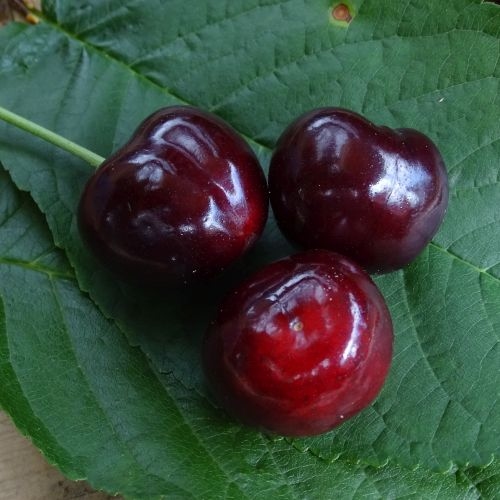 Cherry 'Regina'