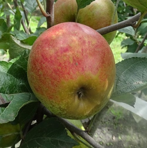 Pommier  'Keuleman'