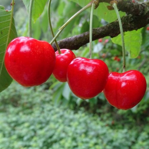 Kirschenbaum  'Stella'