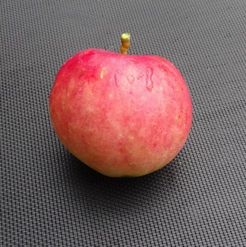 Pommier  'Prima'
