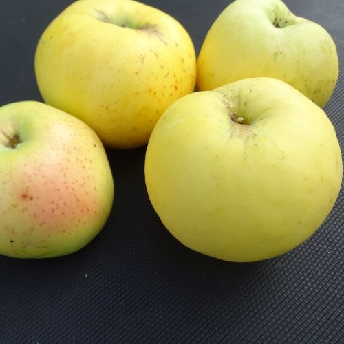 Apfelbaum  'Riesen Boiken'