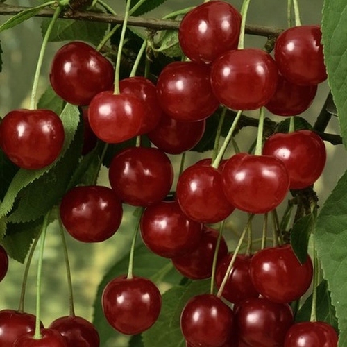 Acid Cherry '(Reinische Schatten) Morel'