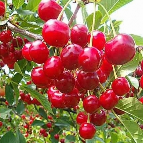 Acid Cherry 'Kelleris 16 (Morellenfeuer)'