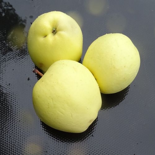 Pommier  'Suikerappel'