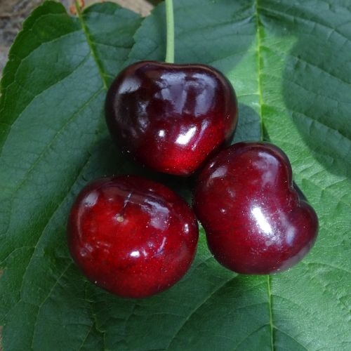 Cherry  'Earlise'