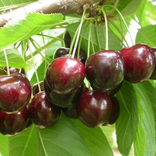 Kirschenbaum  'Merchant'