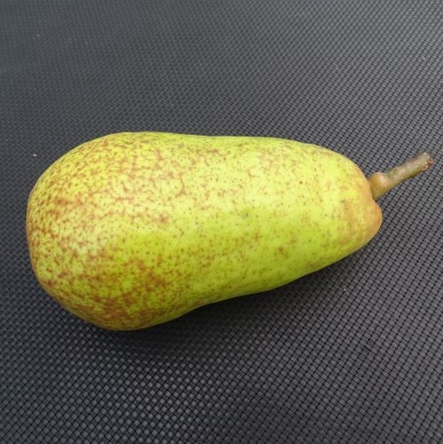 Pear 'Harrow Sweet'