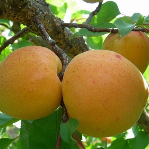 Apricot 'Bredase'