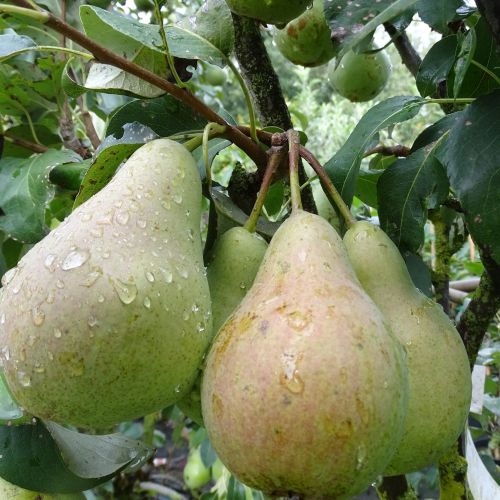 Pear 'Concorde'