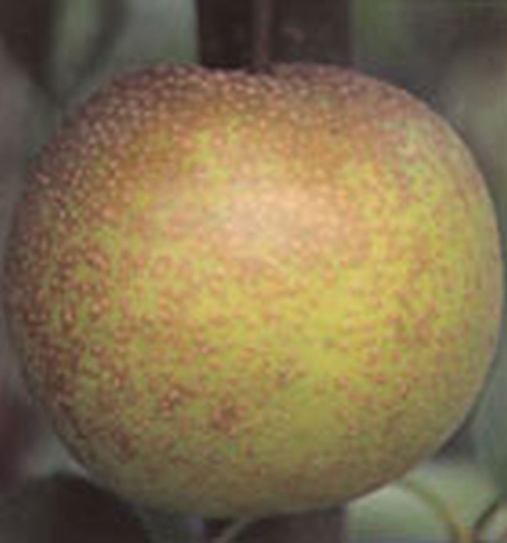 Asian Pear 'Tama'