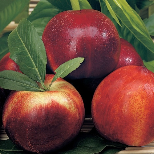 Nectarine  'Red Gold'