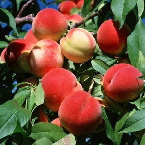 Peach 'Benedicte'