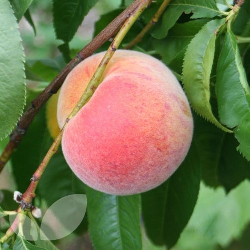 Peach 'Pergegrine'