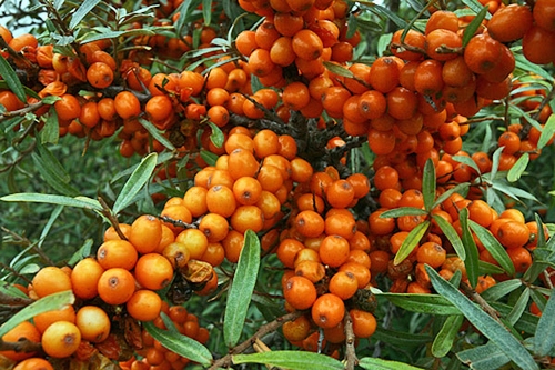 Sea buckthorn 'Friesdorfer Orange'
