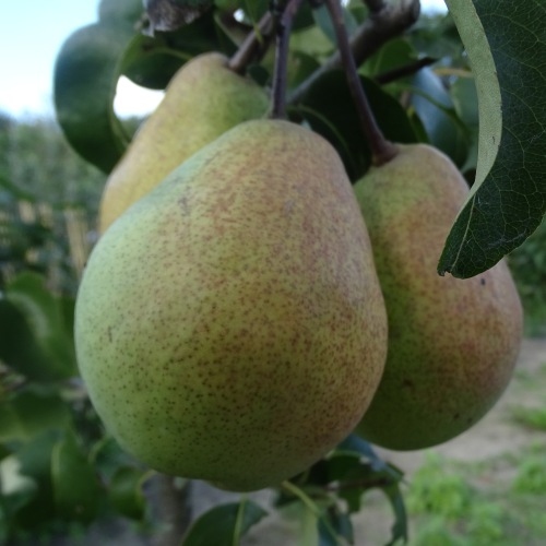 Perenboom  'Beurré Napoleon'