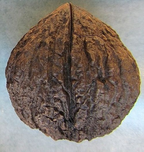 Walnoten nigra zaailing