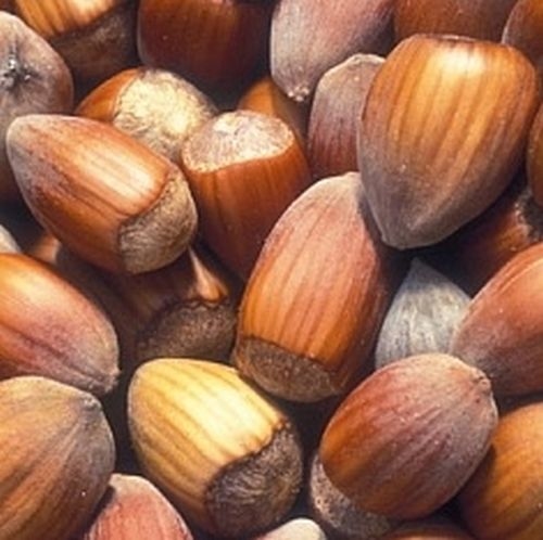 Hazelnut 'Lange Spaanse'