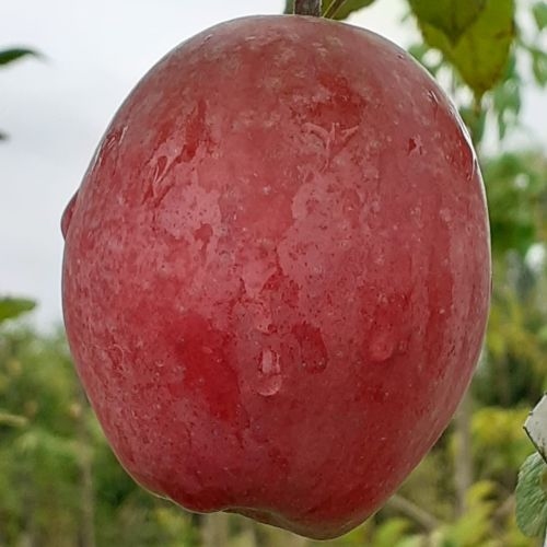 Apfelbaum  'Birnenapfel'