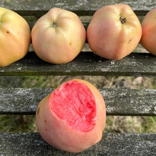 Apple 'Pink Pearl'