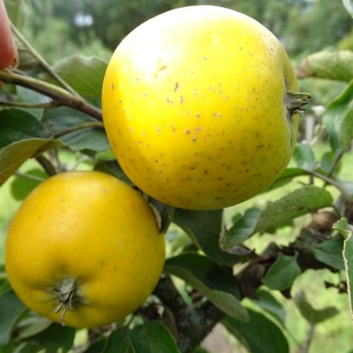 Apfelbaum  'Ananas Reinette'