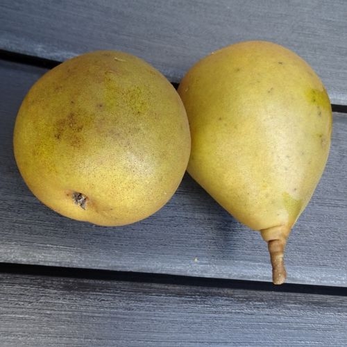 Pear 'Seigneur d'Esperen'  ('Belle Lucrative')