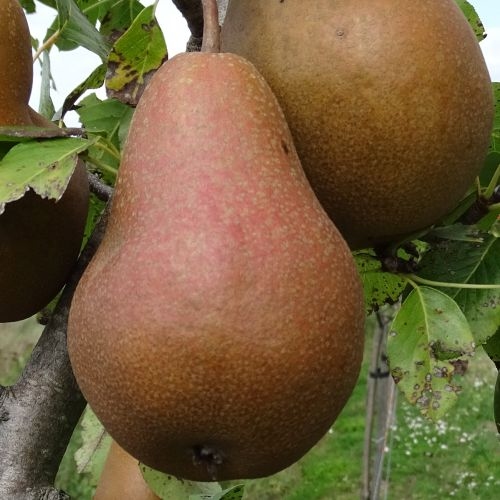 Birnenbaum  ´Calebasse de Tirlemont´
