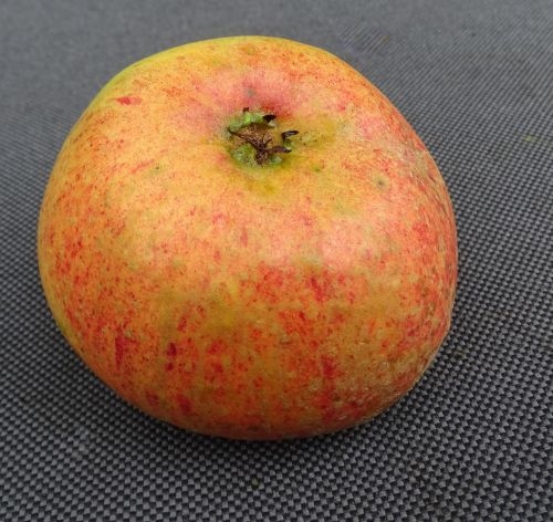 Apple  'Charles Ross'