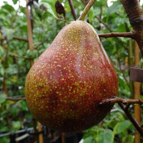 Birnenbaum  'De Fraaie'  (Rode van Sonnaville)