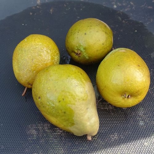 Pear 'Emile d'Heyst'