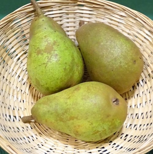 Perenboom  'Nouveau Poiteau'