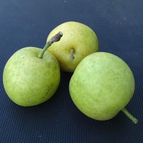 Asian Pear 'Hosui'