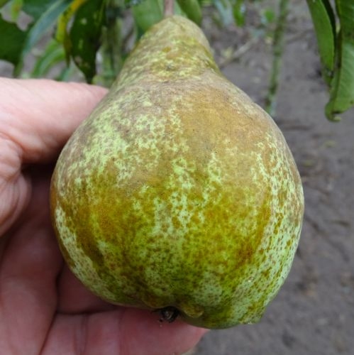 Pear 'Packham's Triumph'
