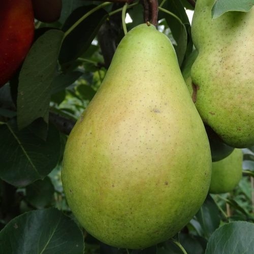 Pear 'Beurré d'Apremont' (Kaiser Alexander)