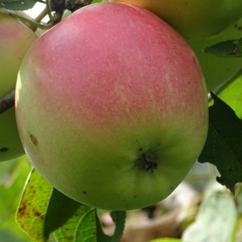 Apfelbaum  'Pinova'
