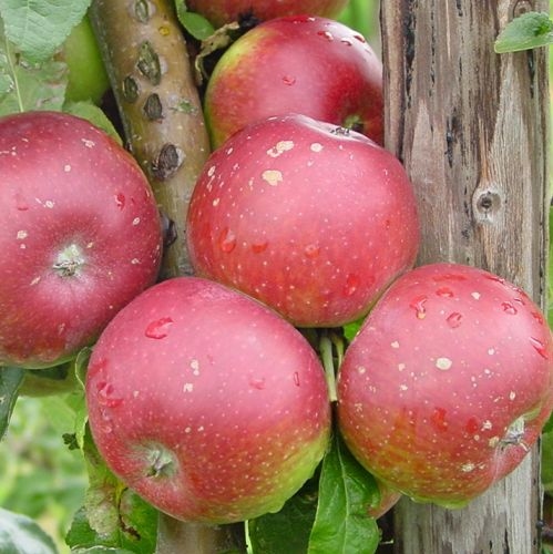 Pommier 'Pfirsichroter Sommerapfel'