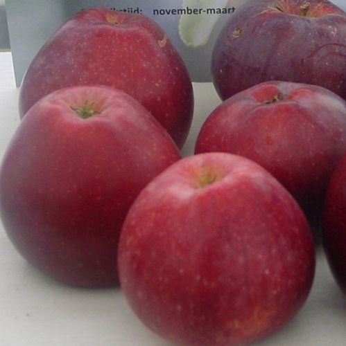 Apfelbaum  'Spartan'