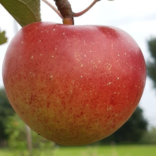 Appelboom  'Zoete Bellefleur'