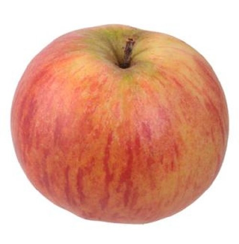 Apfelbaum  'Oberlausitzer Muskatrenette'