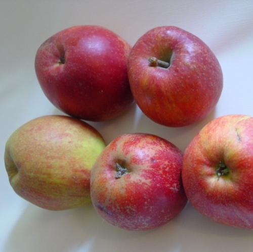 Apfelbaum   'Douce Moën'