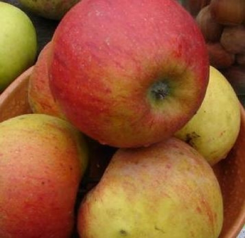 Apfelbaum   'Marie Ménard'
