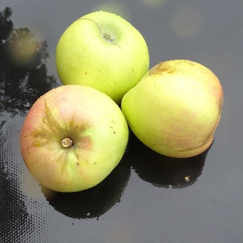 Apfelbaum  'Ds. Douwesappel'