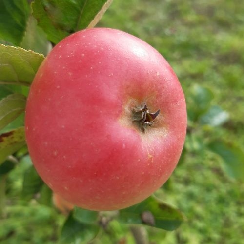 Appelboom  'Rijnzoet'