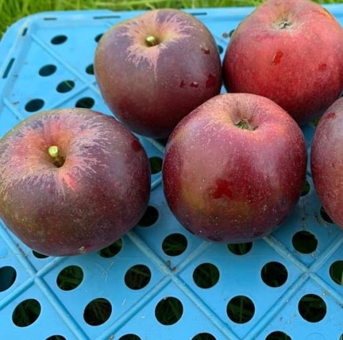 Apfelbaum 'Zwarte Jonathan'