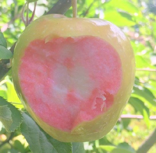 Appelboom  'Pink Pearl'