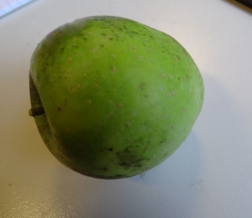 Appelboom  'Jasappel'